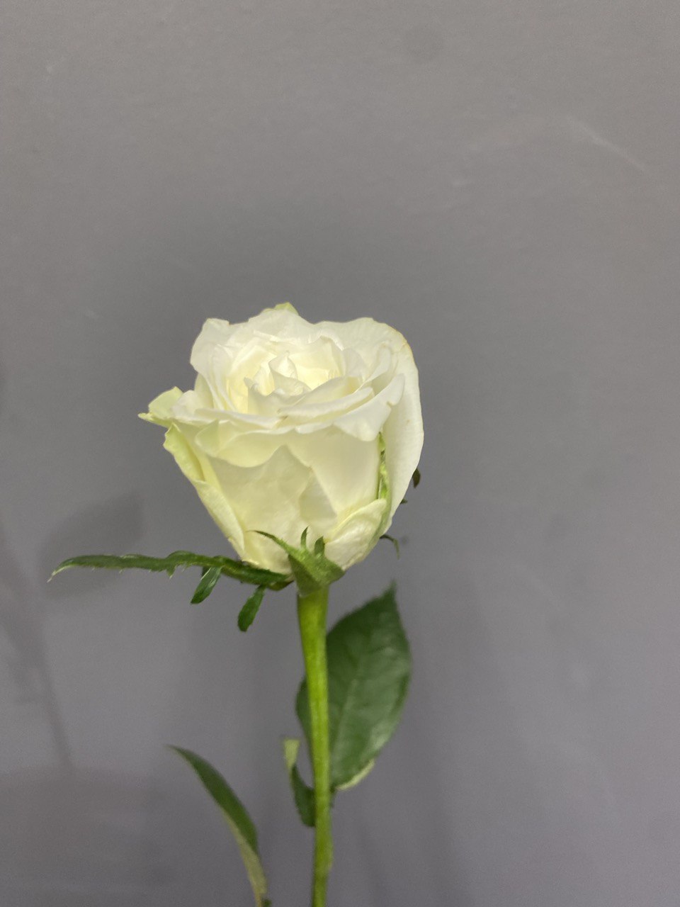 Белая роза