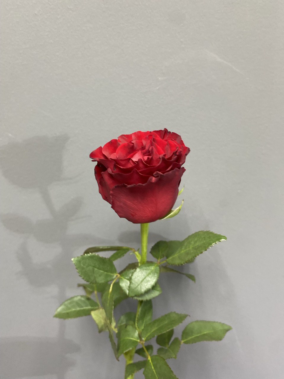 Красная роза